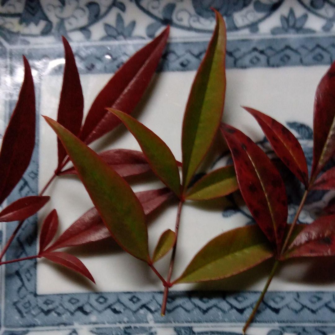 お花がなくてもOK！家にあるグリーンで「映える食卓」の飾り方re:sumica