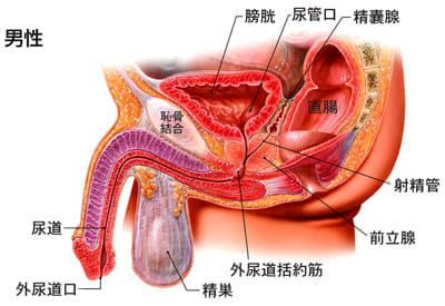 医師出演】尿路結石症ってどんな病気？なりやすい人は？症状や検査法も | Doctorbook