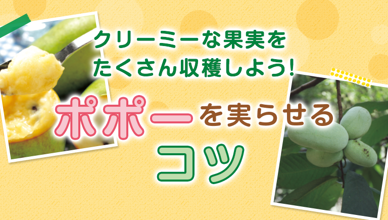 ポポーの実がちらほらと菜 園 場 小山農園