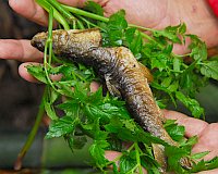 年に数回だけ！幻のパプアニューギニア料理 ニウギニ 青梅 東京グルメで世界一周