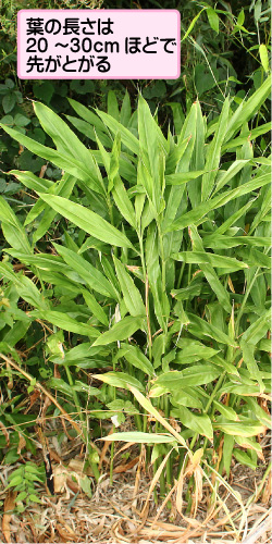 みょうがの葉っぱを切る収穫前のタイミングと正しい方法