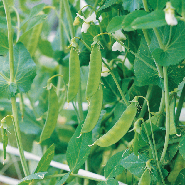 エンドウの栽培