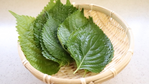 大葉 青じそ の冷蔵＆冷凍保存 香りを長持ちさせるポイントも！frozen by analyst.jp