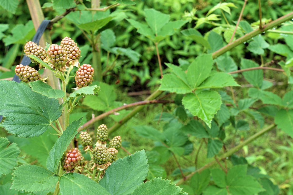 手島農園 ブラックベリー丸亀ブランド「丸亀セレクション」丸亀百貨店