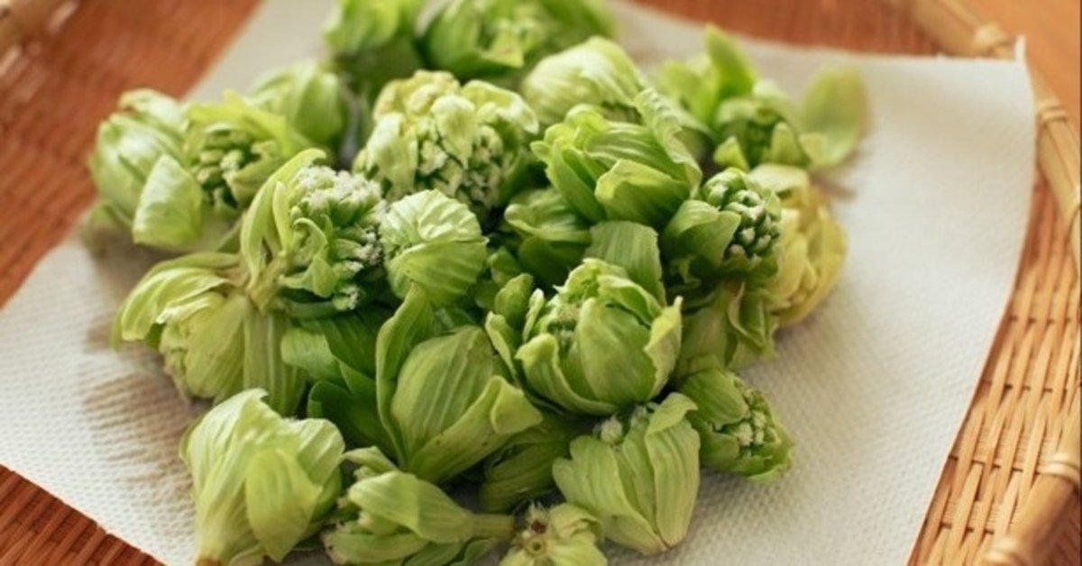 フキノトウをとって食べる。花が開いたのも食べる東京でとって食べる生活