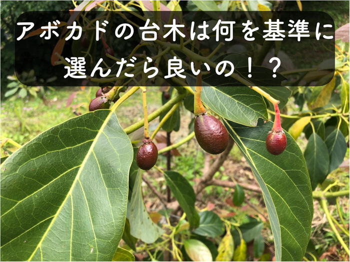 アボカドの育て方とは?水耕栽培で種から育てて実を収穫する方法ZOOM LIFE