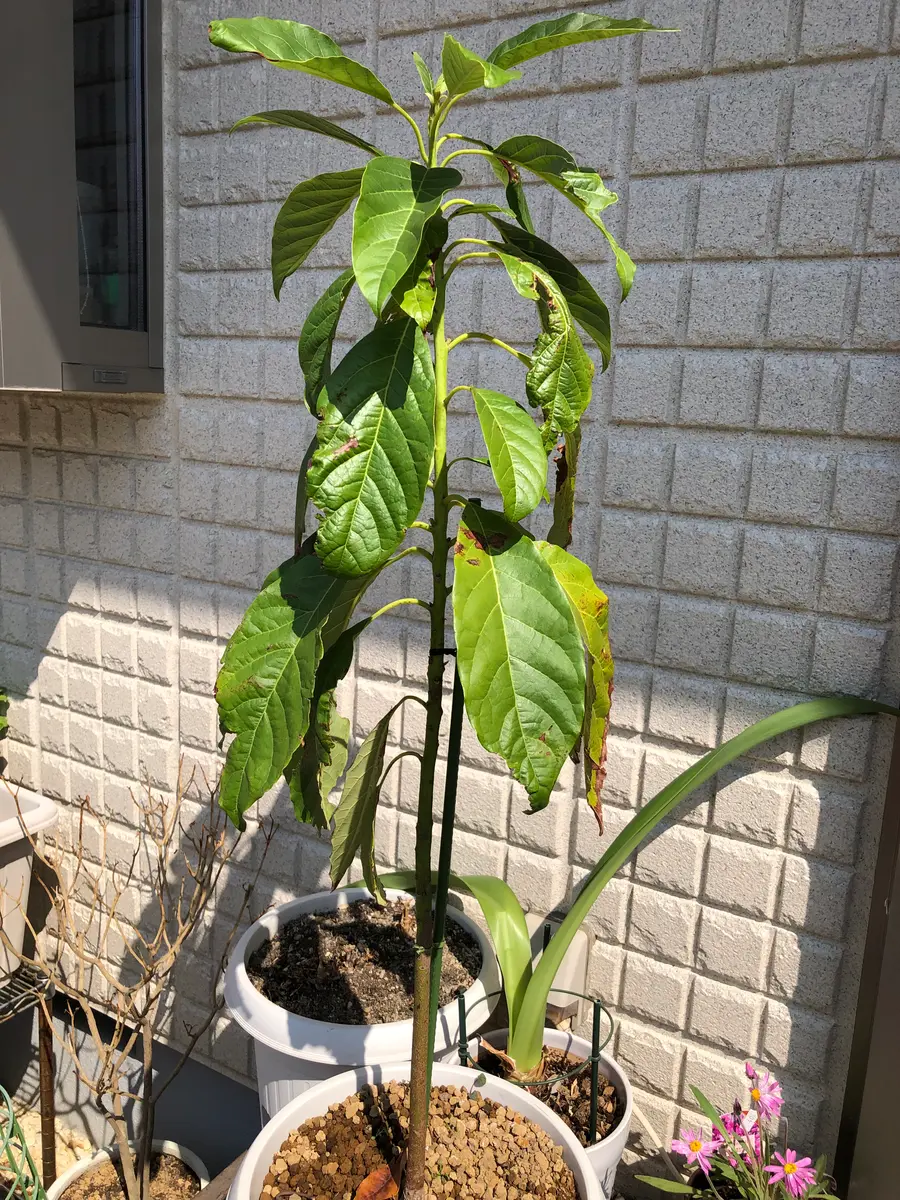 アボカドの育て方