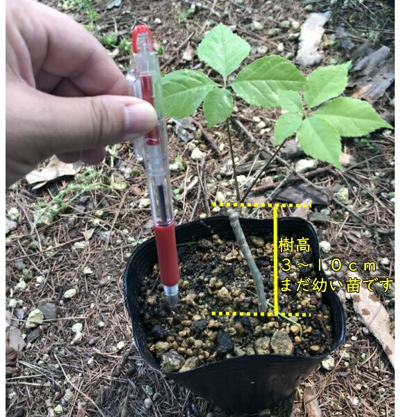 春の息吹を食卓に。ふきのとう・タラの芽etc「山菜」のおいしさ満喫レシピ 2ページ目キナリノ