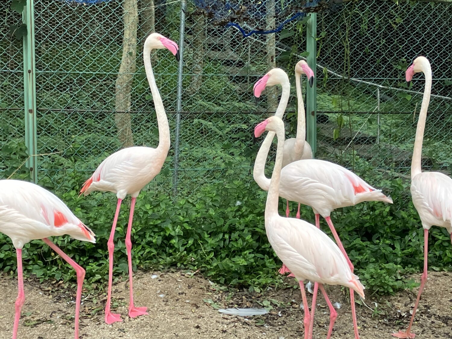 食べ物で色が変わるの❗❓どうぶつトリビアその5yk0906の豊かな暮らし作り
