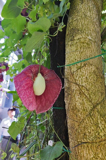 ソーセージノキ公園へ行こう