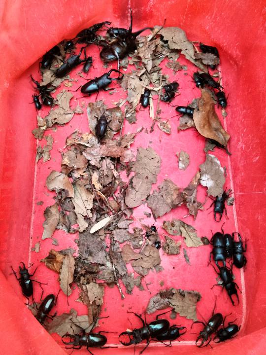 クワガタはどうやって見つければよいの？生態やエサの与え方についてご紹介comottocomottoコラム - NTTドコモ