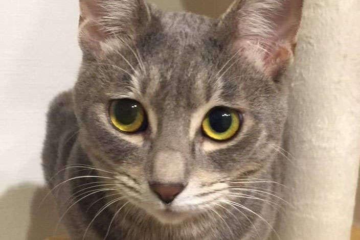 新作品 1点限定 猫 ねこ イタリアンレザー メンズ 牛革本革 長財布 小銭入れあり 人気 長財布 kissgypsy 通販17105929Creema クリーマ