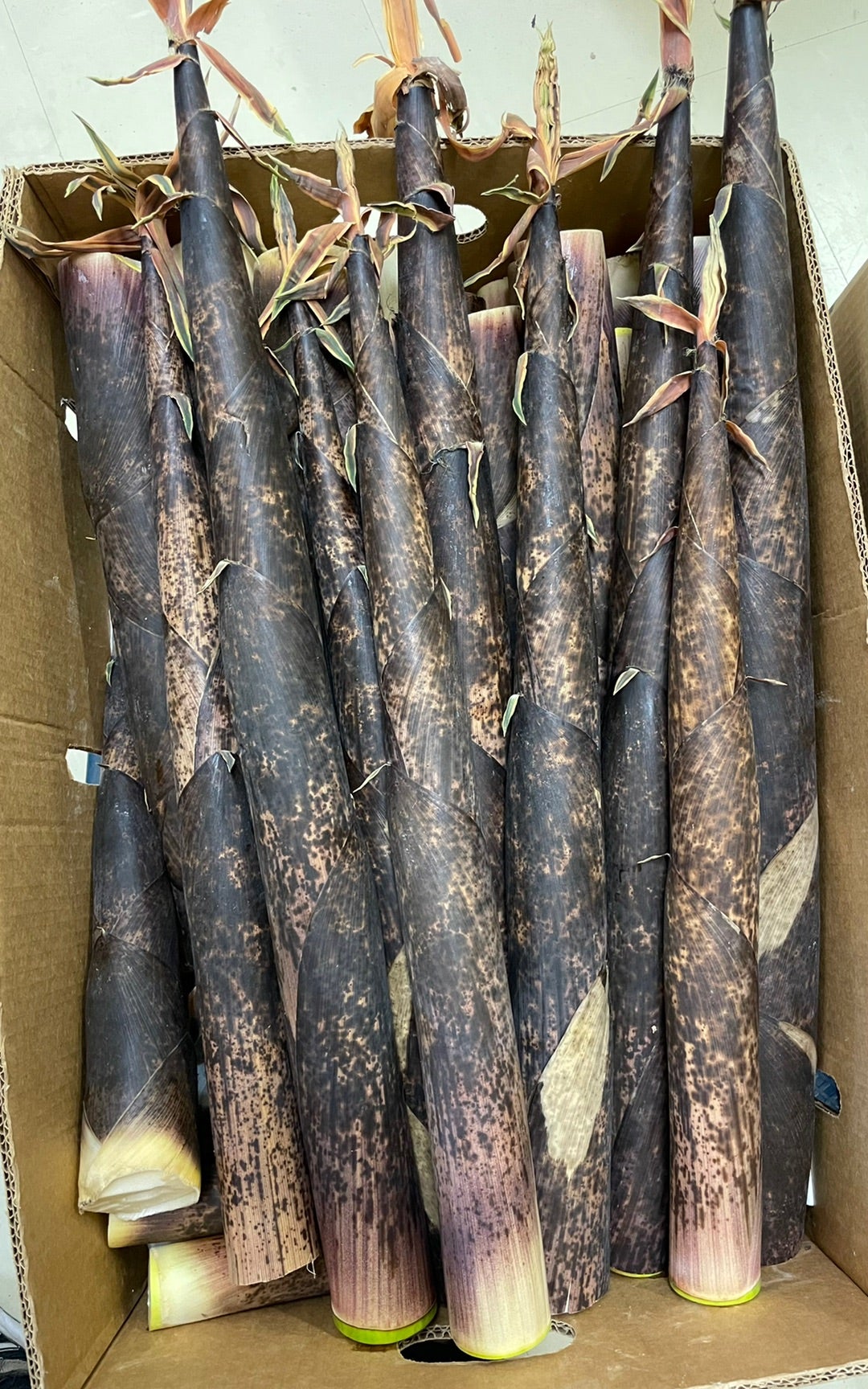 絶品！真竹のタケノコ狩り！ たっくんfarm - じゃらん遊び体験