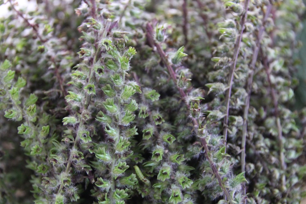 農家が教えるシソの栽培方法 家庭菜園におすすめ！ シソを食べ尽くすための育て方とはマイナビ農業