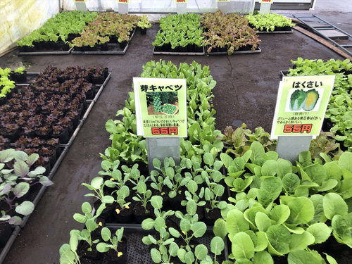 激安だった園芸店 「花のまつうら」西洋芝diary