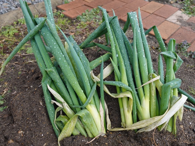 ネギ栽培は初心者でも簡単？ プランターや再生栽培の方法も紹介マイナビ農業