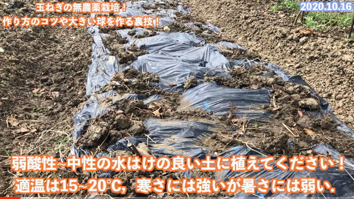 家庭菜園のプロが教える 3カ月で収穫！ホーム玉ねぎの栽培方法農業・ガーデニング・園芸・家庭菜園マガジン AGRI PICK