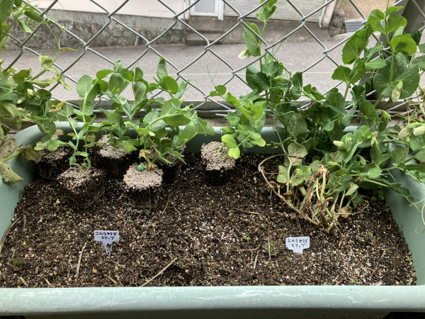 春蒔きのスナップエンドウ、徒長しましたプリメロ菜園通信