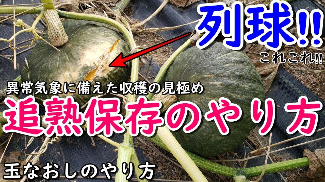 野菜のマメ知識 ほうれん草・白菜・かぼちゃの上手な保存方法についてご紹介します！ - JAきたみらい