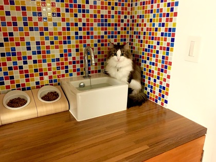 獣医師監修 猫のごはんのあげかた│食事の選び方・回数・量、与えてはいけないものまですべてわかる アイシア株式会社ペットフード・キャットフードなら、あいする、しあわせ。AIXIA