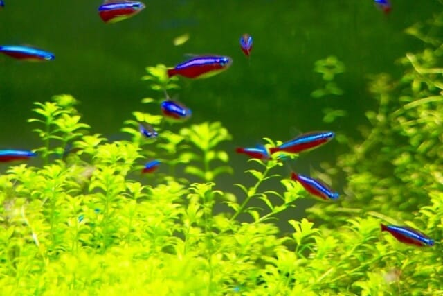 熱帯魚」をたのしむWOOTANG ウータン 水だけで育てる観葉植物-水耕栽培通販サイト