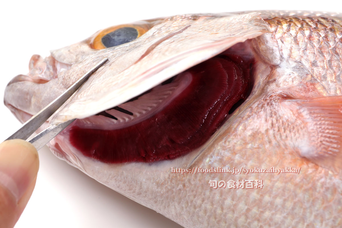 ヒメダイ FISH FOOD TIMES 5月 2018年 鮮魚コンサルタント樋口知康