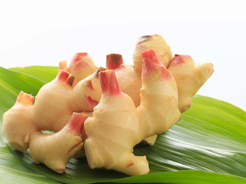 生姜 しょうが ショウガ：旬の野菜百科