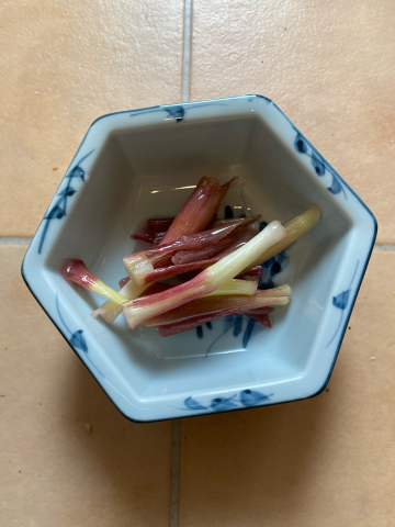 みょうがの栽培方法と育て方!準備・収穫のコツから保存法まで楽しむ・学ぶ養命酒製造株式会社