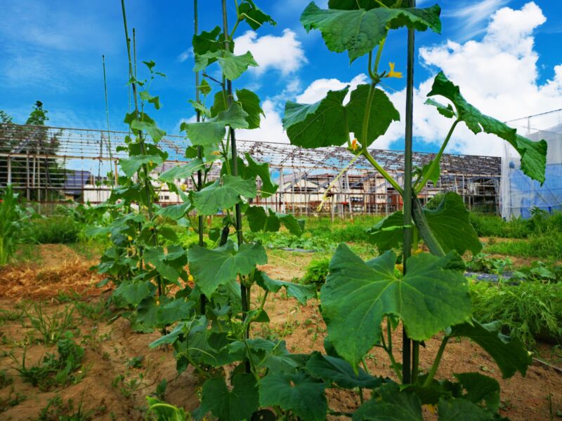 きゅうりは栄養がないってウソ？ホント？～効能とあわせて徹底解説～シンクヘルス株式会社