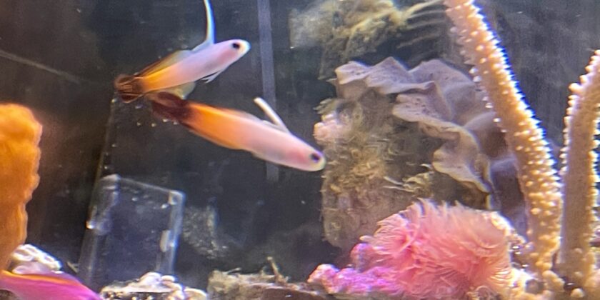 ミョウガ大全 ミョウガの旬と種類を解説！産直プライムブログJA連携！産地直送通販なら産直プライム