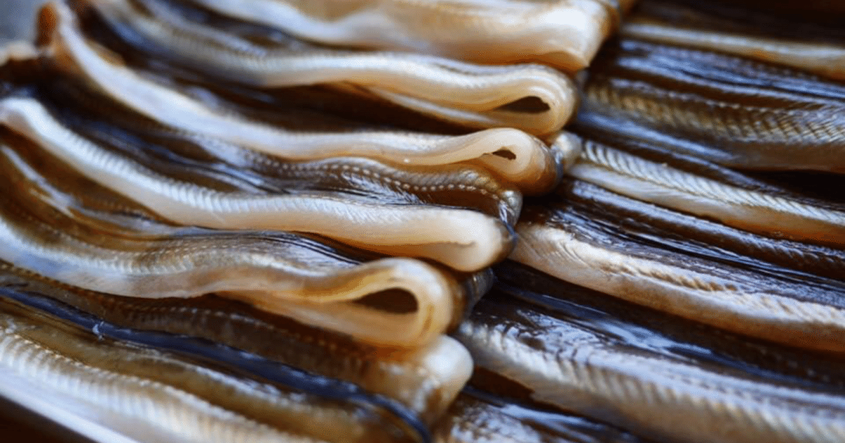 見た目があまりにも衝撃的なイギリスの伝統料理「うなぎのゼリー寄せ」を現地で実際に食べてきたよレポート - GIGAZINE