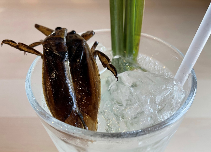 PR 蟲カフェ「灯螂舎」クラウドファンディング応援中♪