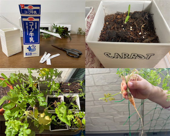 バガスグリーン ミニキャロット 栽培キット: キャラクター・バラエティ雑貨ロフトネットストア