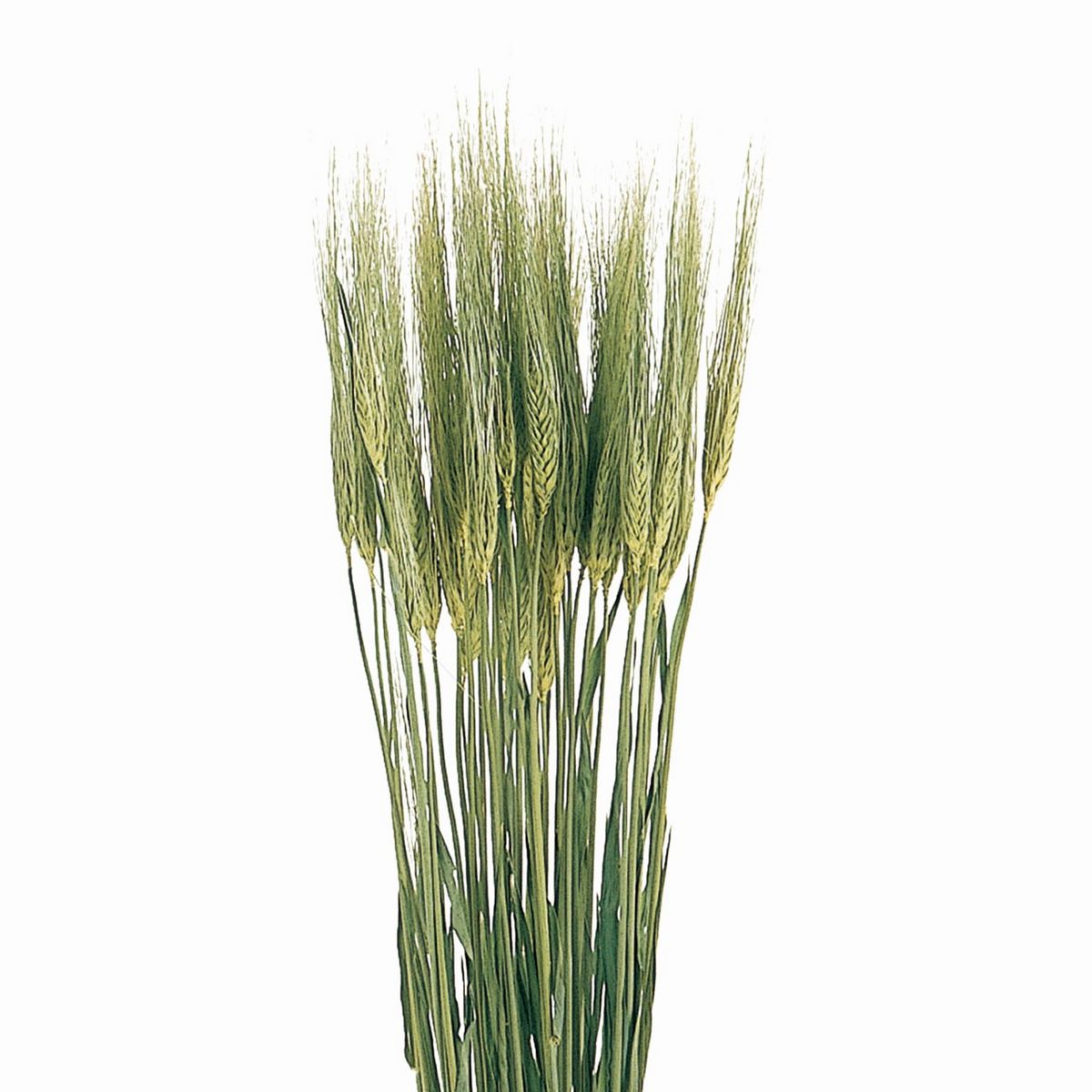 大麦 – アメリカ穀物バイオプロダクツ協会