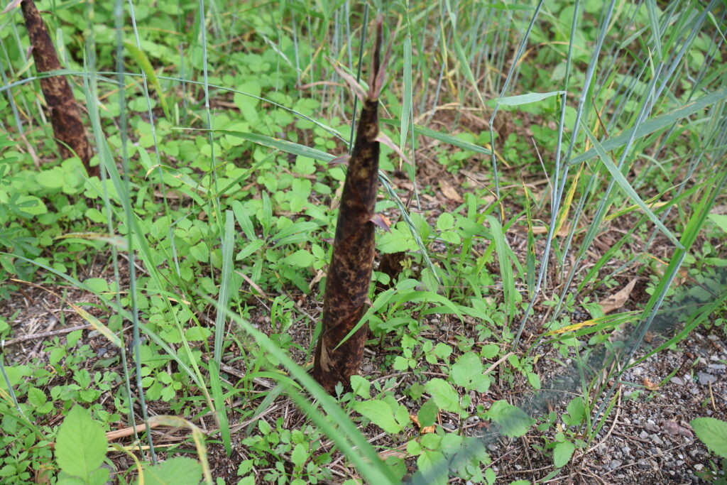 真竹 まだけ たけのこ タケノコ 筍 品種の特徴 食べ方 選び方