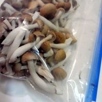 きのこで作り置き5品 レンジで作れるスピードおかずから、節約に嬉しい、かさ増しハンバーグレシピまで盛りだくさん♪ - YouTube