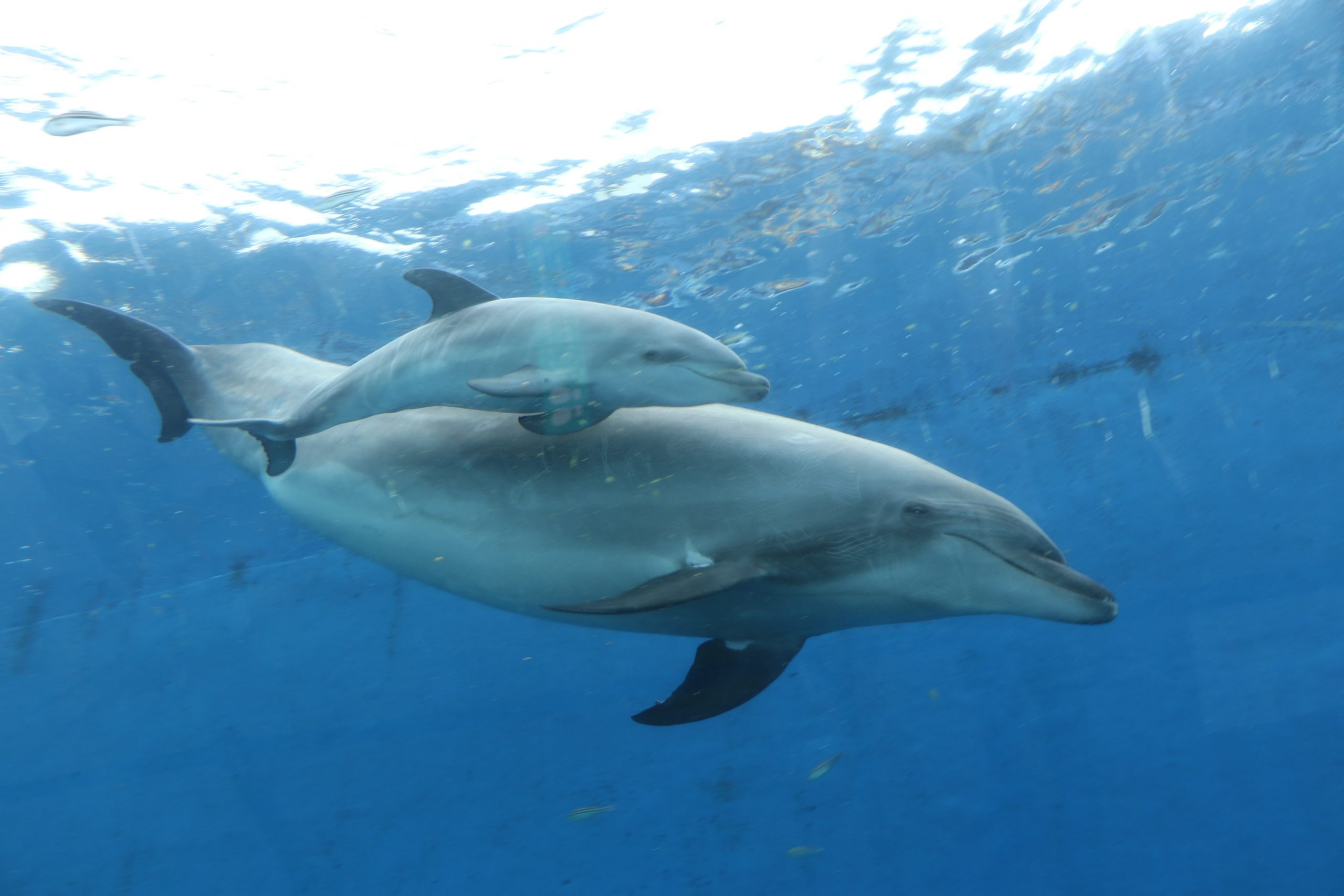 バンドウイルカ ハンドウイルカ のお腹2 - No: 25565218写真素材なら「写真AC」無料 フリー ダウンロードOK