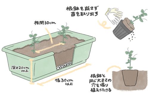 家庭菜園人気品種 スナップエンドウ の育て方 みなとの野菜大辞典
