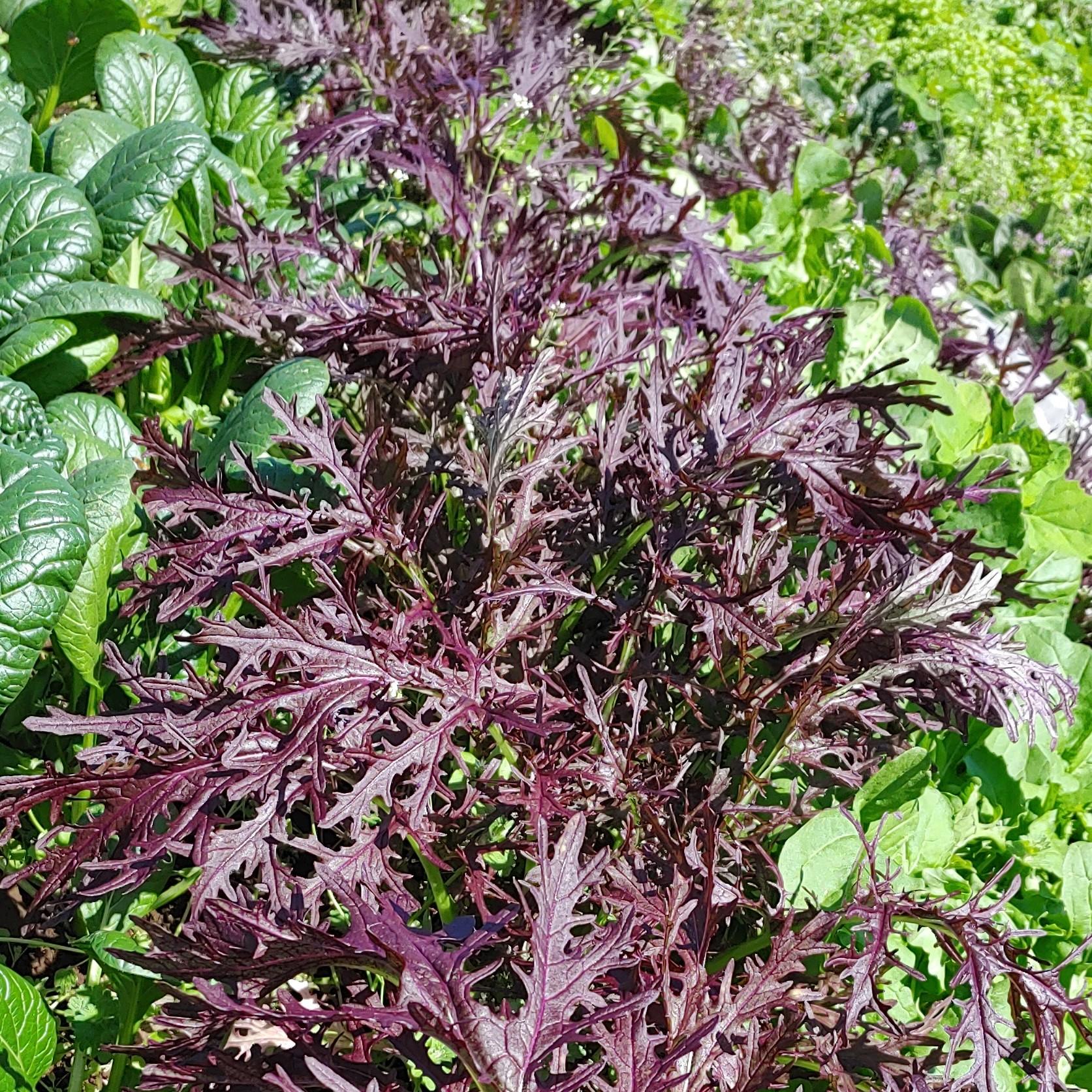 赤からし菜アカカラシナカラシナ1ケース、10束前後、2Kg〜5Kg前後築地通販 おいしいなショップ