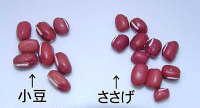 季節の手仕事「豆」⑨ささげ お赤飯に入っているお豆「ささげ」季節の手仕事、明日何する