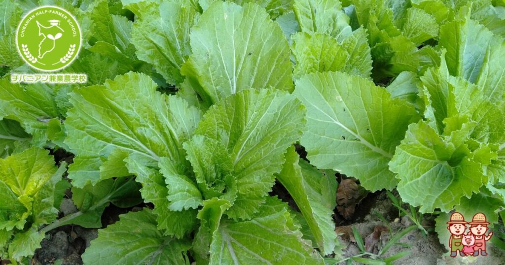 花が咲いた菜の花は食べられるでしょうか八百屋のオッサンのひとりごと