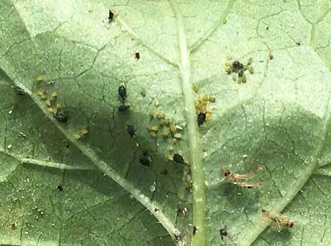 ウィルス病？連作障害？残念なじゃがいもおきらく農園