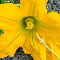 家庭菜園 初心者おすすめ！ そうめんカボチャ 金糸うり の育て方＜栽培中＞渡良瀬橋ブログ