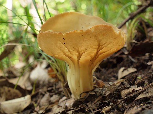 ベニチャワンタケかベニチャワンタケモドキか : 北のフィールドノート