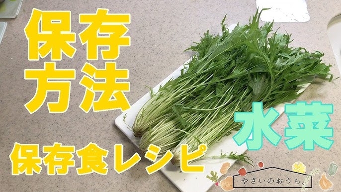 料理の基本！ 水菜の冷凍保存方法