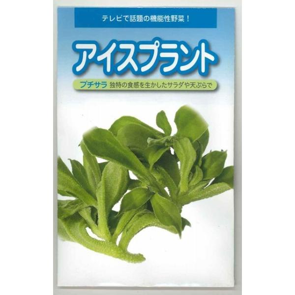 アイスプラント アイスプランツ の育て方・栽培方法LOVEGREEN ラブグリーン