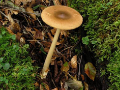 環境省_吉野熊野国立公園大台ヶ原大台ケ原とは生き物紹介菌類