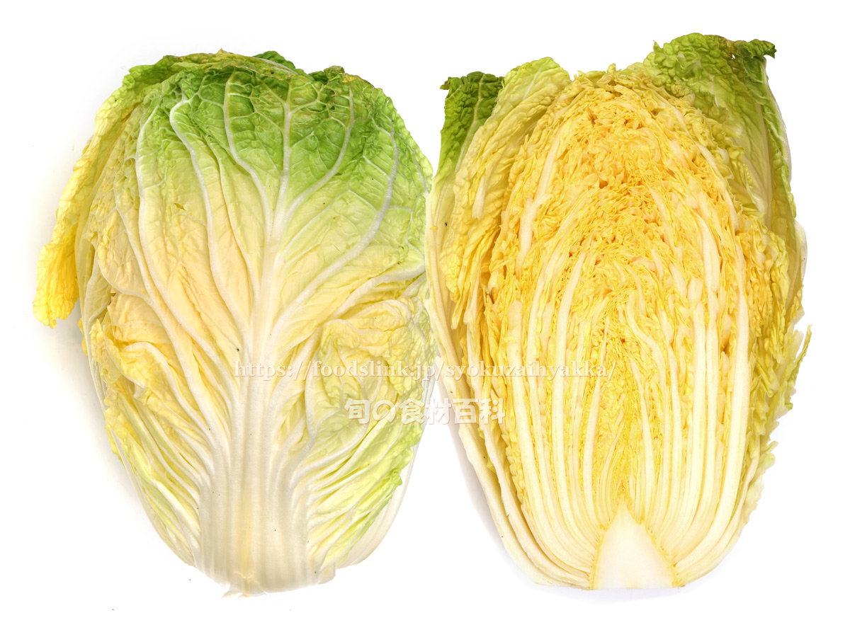 白菜 実は「生」がおいしいって本当？生で食べられる白菜の特徴、洗い方・切り方のポイントヨガジャーナルオンライン