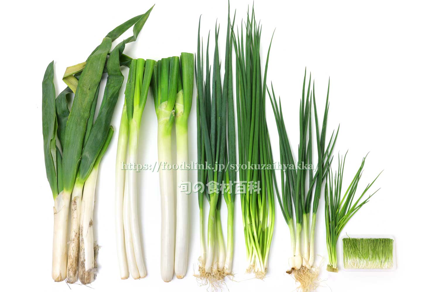 九条ねぎ 九条ネギ 九条葱 ねぎ ネギ 葱 品種の特徴 食べ方 選び方