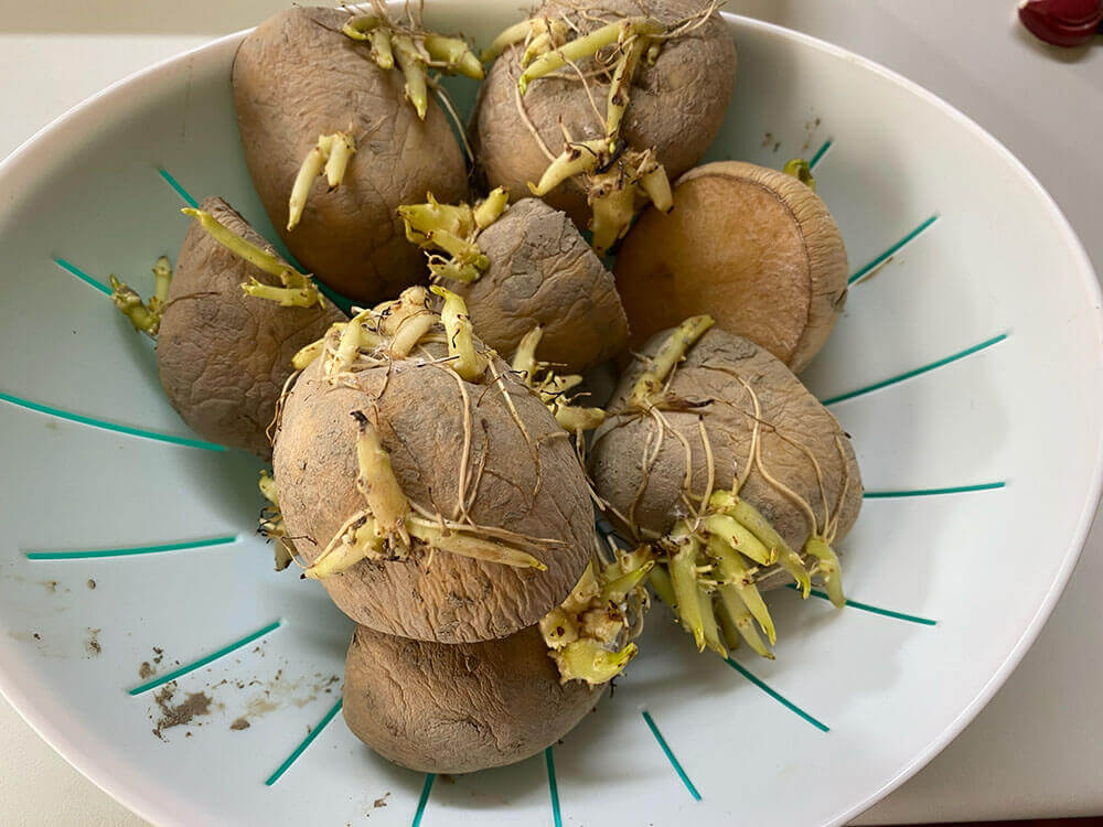 芽の出たじゃがいもをさらに長期保存しておいしく食べる方法 - 空と花の色